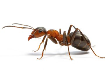 The,Beautiful,Brown,Ant,Worker,Is,The,Most,Valuable,Insect