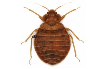 Bedbug,(cimex,Lectularius),Isolated,On,White,Background