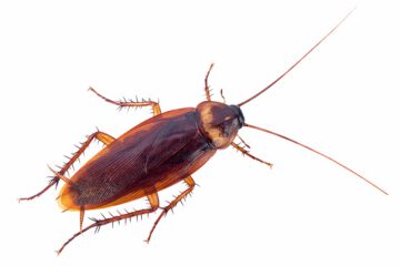 Cockroach,Isolated,On,White,Background,(top,View)