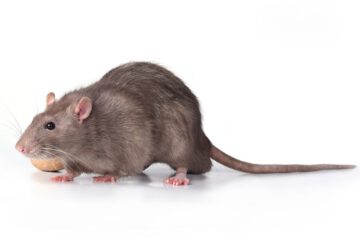 Brown,Wild,Breed,Rat,On,White,Background,In,Studio,With