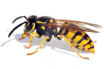 Wasp,Isolateed,On,White,Background,In,Latin,Vespula