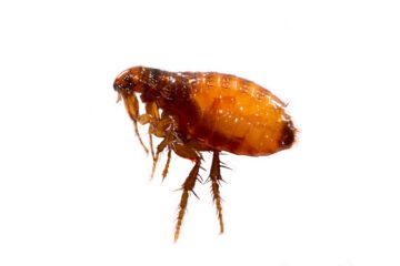 Fleas,On,A,White,Background,Close-up.,Destruction,Of,Parasites,In
